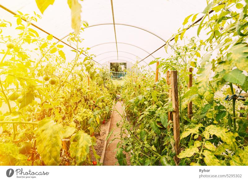 Tomatenstrauch Gemüse in Hochbeeten im Gemüsegarten oder Treibhaus oder Gewächshaus organisch Sommer produzieren kultiviert Ackerbau im Freien Bauernhof Buchse
