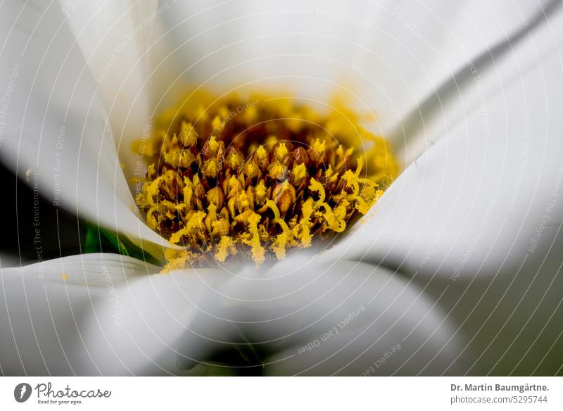 Weiße Form von Cosmos bipinnatus, Cosmea bipinnnata, Mexikoaster, Schmuckkörbchen, Kosmee, eine einjährige, in vielen tropischen Ländern verbreitete Zierpfanze