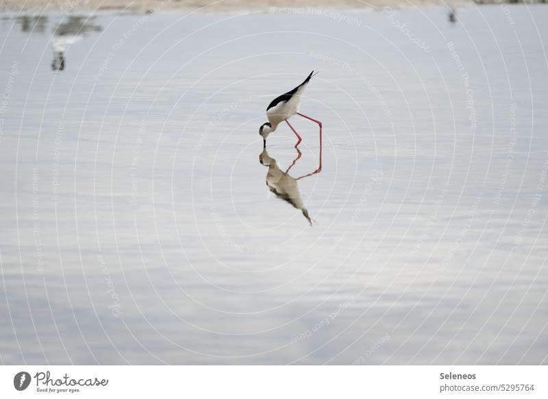 Spiegelbild Stelzenläufer Wasservogel Spiegelung Tier Vogel Natur See Reflexion & Spiegelung Außenaufnahme Teich Flügel Wasservögel Schnabel schön wild