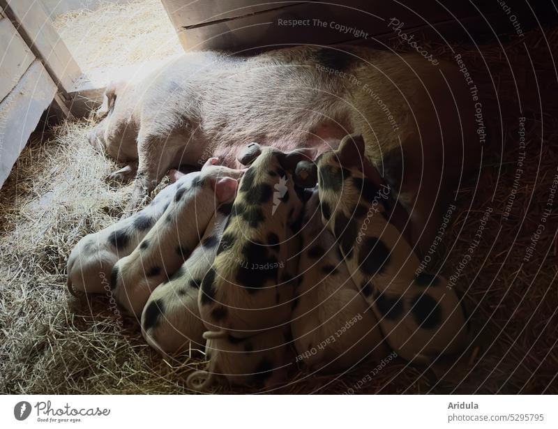 Sau säugt viele kleine Ferkel auf Stroh im dunklen Stall bei offener Tür Schwein Muttersau säugen Tier Bauernhof Nutztier Landwirtschaft Natur niedlich