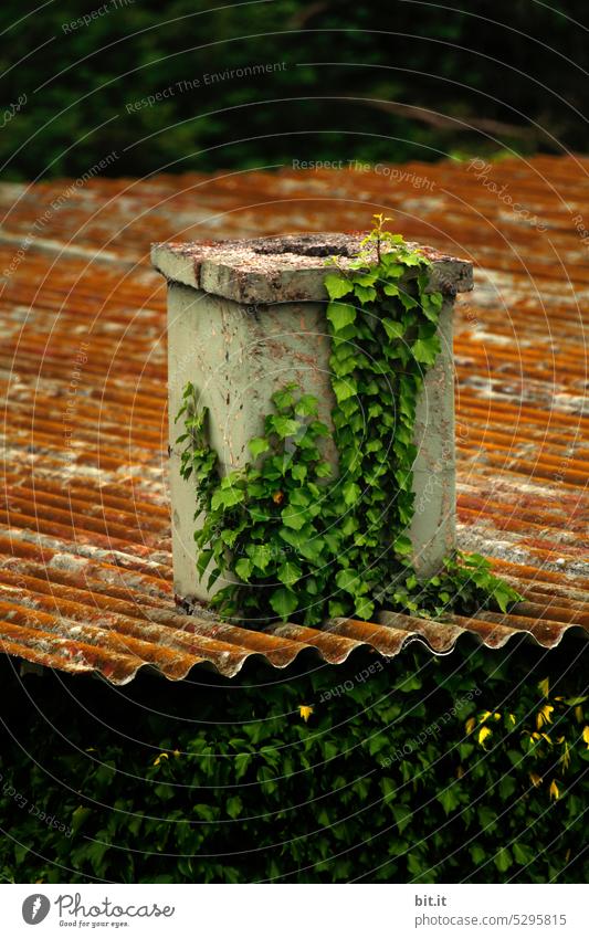 ¥MainFux l  grünes, frisches Efeu wächst an einem Kamin, Schornstein auf alten, kaputtem Wellblech. Begrünung von Haus, Dach mit Kletterpflanze. Altes, dreckiges Dach mit Asbest und Moos. Verwunschen, Märchen, märchenhaft, Garten, Hütte, Wachstum, Ranken.