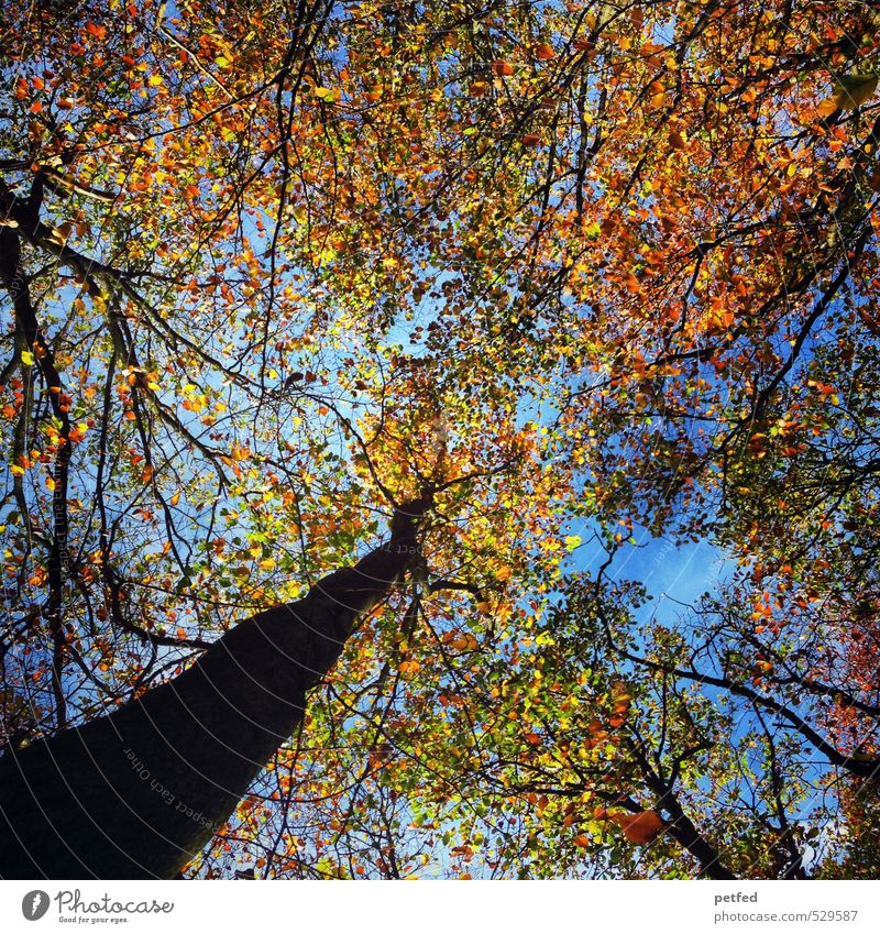 H E R B S T ! Natur Himmel Herbst Schönes Wetter Baum Blatt Wald Bewegung fallen verblüht dehydrieren Freundlichkeit groß nachhaltig schön blau braun mehrfarbig