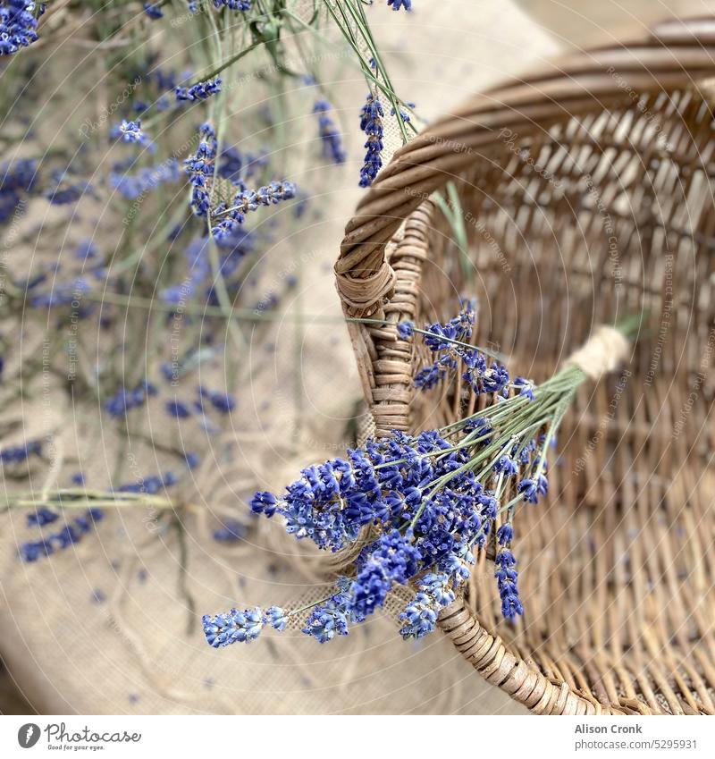 Lavendelbündel in einem Korb Provence französischer Lavendel Haufen handgebunden Blumenstrauß Wildblumen hausgemacht lavendelblau rustikal geblümt Länderkorb
