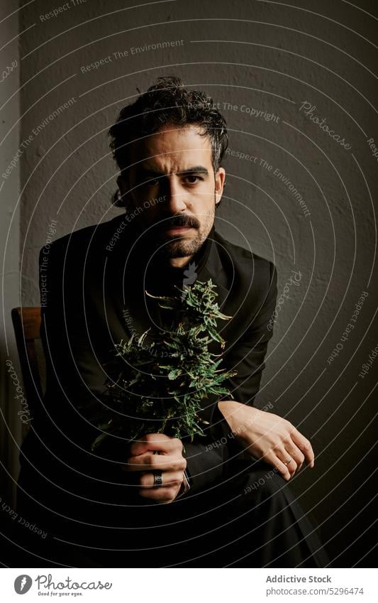 Bärtiger Mann riecht an Marihuanapflanze in dunklem Raum Beine gekreuzt riechen Pflanze aromatisch dekorativ hölzern Stuhl genießen männlich Kunst Zement Textur