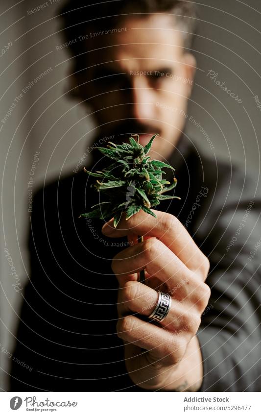 Mann zeigt Cannabispflanzen in die Kamera zeigen Marihuana Blatt Medikament Pflanze natürlich Hanf Unkraut Betäubungsmittel Erwachsener männlich manifestieren