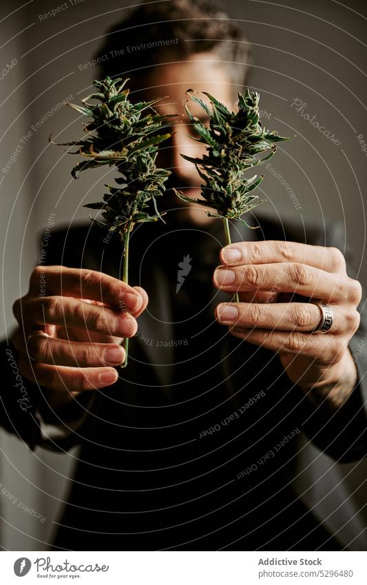 Mann zeigt Cannabispflanzen in die Kamera zeigen Marihuana Blatt Medikament Pflanze natürlich Hanf Unkraut Betäubungsmittel Erwachsener männlich manifestieren