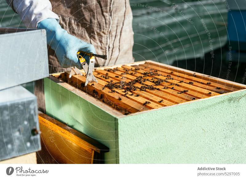 Imker beim Entfernen der Waben mit einer Pinzette Person Liebling Bienenstock entfernen abholen Bienenkorb professionell Arbeit Ackerbau Wachs Ernte Gerät