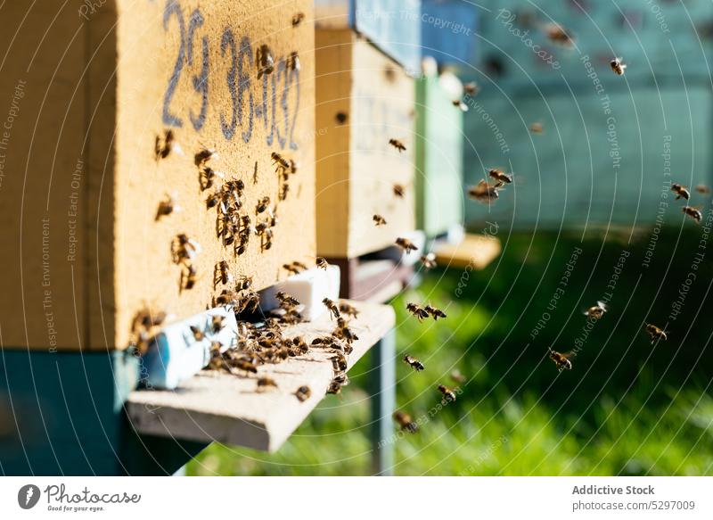 Bienenstock mit Bienen im Bienenhaus Wabe Bienenkorb viele Gras Liebling Rasen Sommer tagsüber Bauernhof Sonne Landschaft Sonnenlicht Saison Insekt Natur