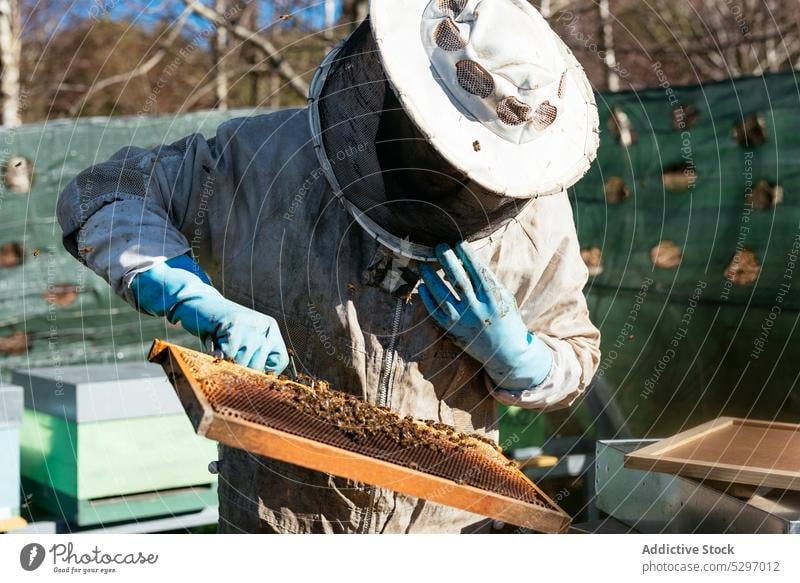 Anonymer Imker bei der Kontrolle der Honigwaben im Bienenstock Mann Wabe Bienenkorb Liebling Ernte Arbeit prüfen professionell Tracht untersuchen abholen Job