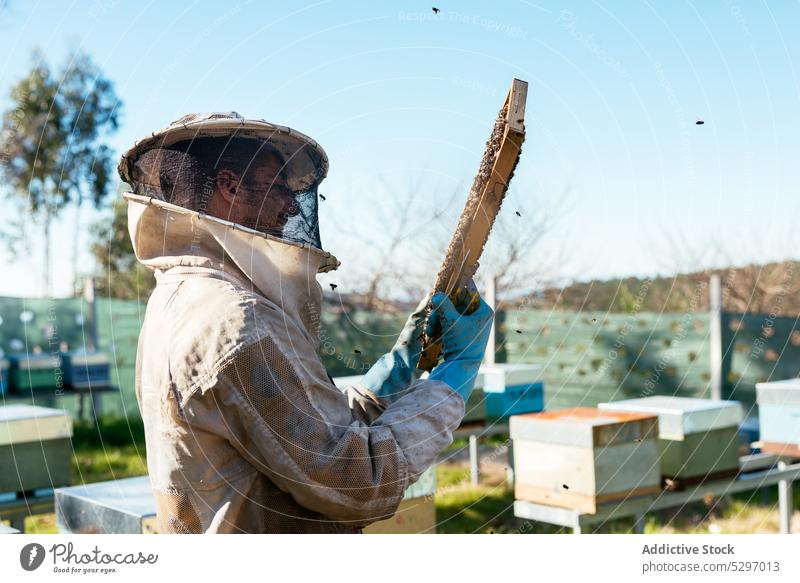 Imker prüft Honigwaben im Bienenstock Mann Wabe Bienenkorb Liebling Ernte Arbeit prüfen professionell Tracht untersuchen abholen Job Ackerbau Sommer Natur