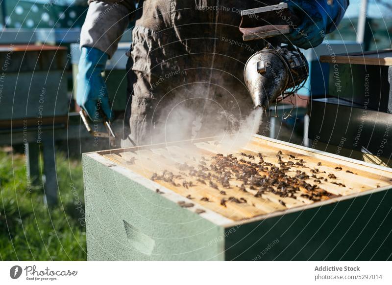 Imker mit Bienenräuchermaschine im Bienenstock Mann Rauch Raucherin Bienenkorb Arbeit Dunst professionell Fähigkeit Werkzeug Job Gerät behüten Landschaft