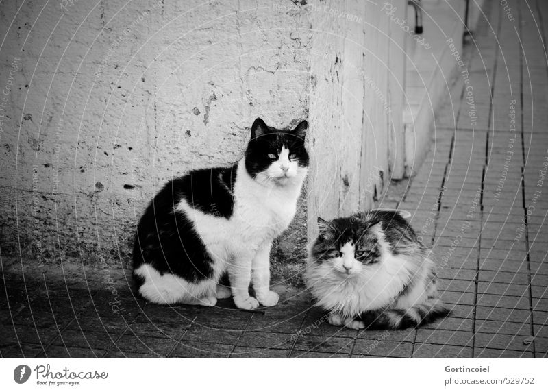 Kediler Stadt Mauer Wand Tier Katze Tiergesicht Fell 2 Tierpaar warten Straßenkatze Istanbul Herumtreiben Schwarzweißfoto Außenaufnahme Textfreiraum links