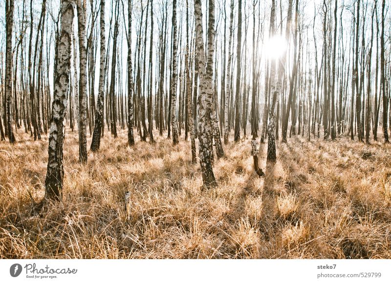 Wald ohne Farben Sonne Herbst Gras trist trocken gelb weiß Birkenwald Gedeckte Farben Außenaufnahme Sonnenlicht Gegenlicht