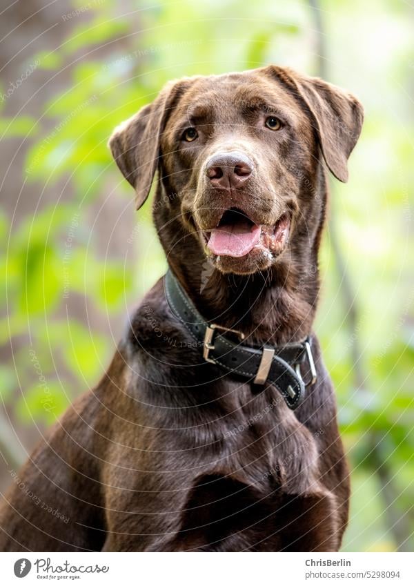 Portrait eines braunen Labradorrüden Hund Tier Haustier Säugetiere Tierporträt Farbfoto Schwache Tiefenschärfe Tiergesicht Blick in die Kamera Schnauze