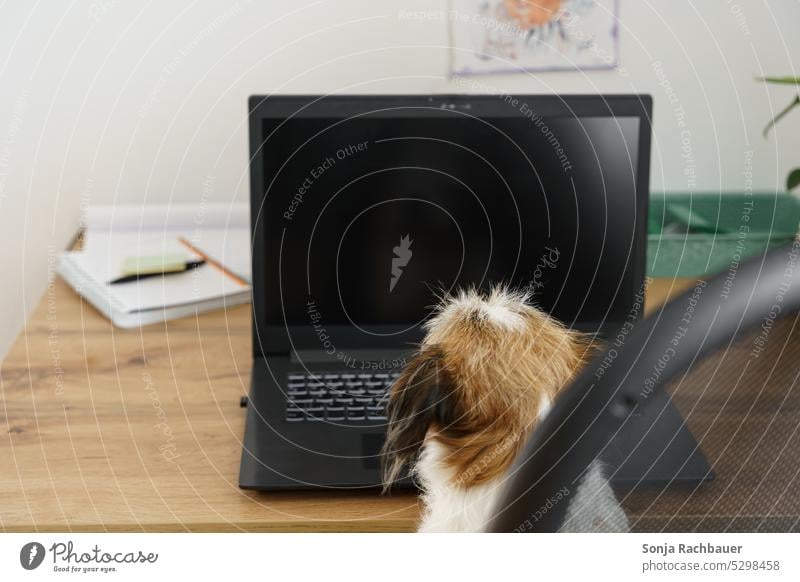 Rückansicht von einem kleinen Hund vor einem Laptop. Haustier Tier Humor Schreibtisch Homeoffice Sessel zuhause Notebook arbeiten online Technik & Technologie