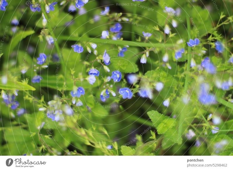 kleine blaue blumen. ehrenpreis. wiesenblumen. blühen grün gras blätter natur pflanze Blüte Frühling Sommer Blühend Garten