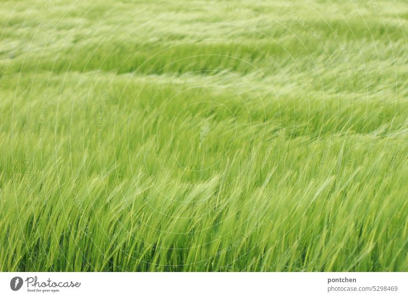ein feld voller weizen im wachstum weizenfeld ähren landwirtschaft grün nahrungsmittel kohlenhydrate Getreide Kornfeld Nutzpflanze Ernährung Ackerbau Wachstum