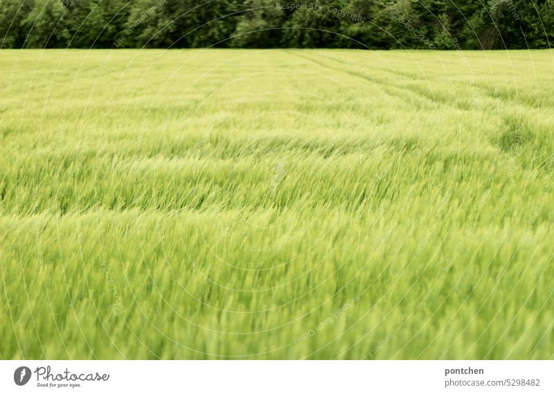 ein feld voller weizen vor einem wald . grüntöne in der natur getreide ackerbau landwirtschaft wachstum Kornfeld Feld Getreidefeld Nutzpflanze Ähren Natur
