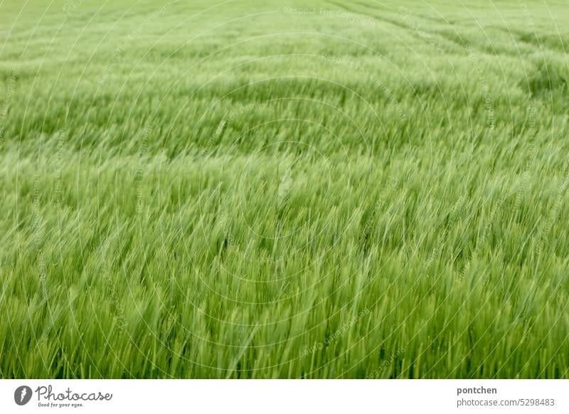 ein noch grünes weizenfeld. landwirtschaft weich struktur ernährung Weizen Getreide Weizenfeld Kornfeld Ernährung Ähren Wachstum Feld Nutzpflanze Getreidefeld