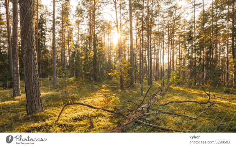 Europa. Wald , . Schöne Sonnenuntergang Sonne Sonnenschein in sonnigen Herbst Nadelwald. Sonnenlicht Sonnenstrahlen scheinen durch Wälder in Waldlandschaft. Ansicht der gefallenen Baumstamm. 4K