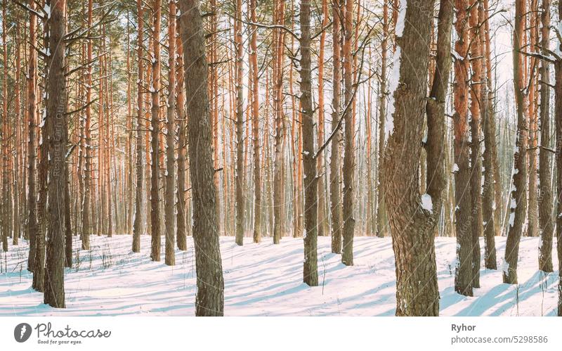 4K Beautiful Blue Shadows From Pines Trees In Motion On Winter Snowy Ground. Sonnenschein im Wald. Sonnenuntergang Sonnenlicht leuchtet durch Kiefer Greenwoods Woods Landschaft. Schnee Natur