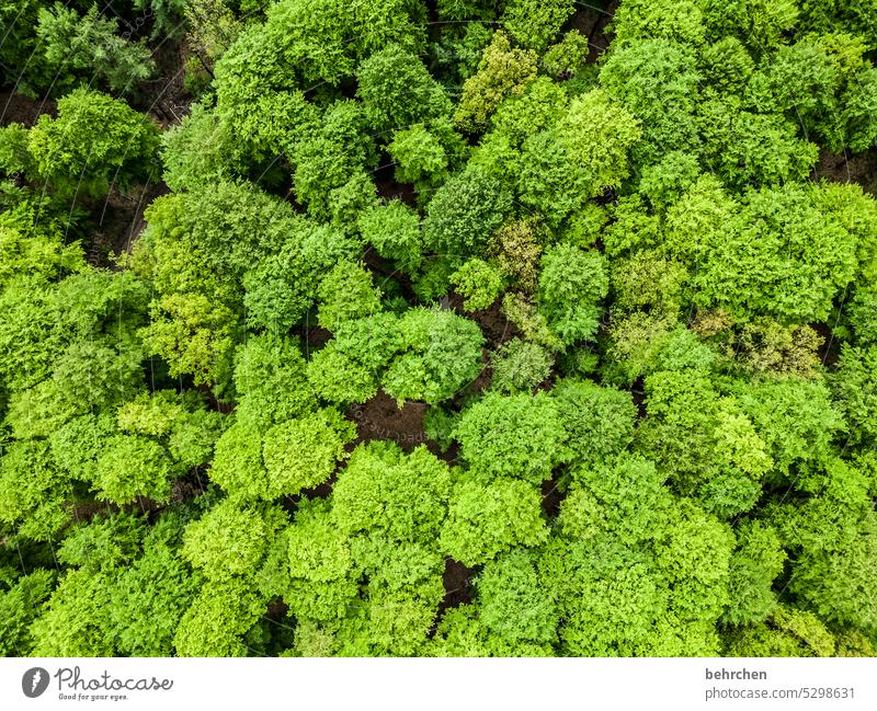 jahreszeiten | sommerfrische Blätter von oben Drohne Vogelperspektive Äste und Zweige Farbfoto Heimat Baum Jahreszeiten Außenaufnahme Bäume Landschaft Umwelt