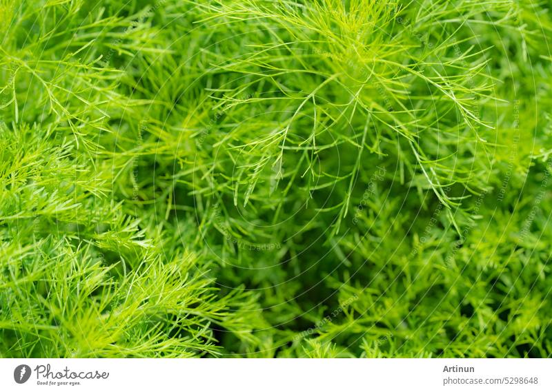 Grüne Blätter von Zierpflanzen im Garten. Voller Rahmen kleine grüne Blatt Textur Hintergrund. Dense grünes Blatt mit Schönheit Muster Textur Hintergrund. Grüne Tapete. Natur abstrakten Hintergrund.