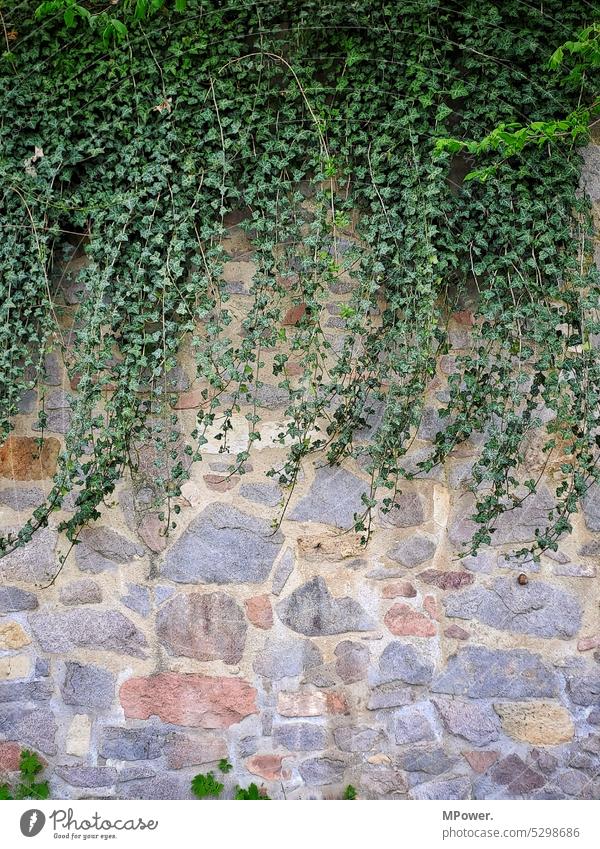 efeu Efeu Pflanze Wand grün Mauer Farbfoto Außenaufnahme Menschenleer Fassade Tag Wachstum Ranke Kletterpflanzen bewachsen Natur Grünpflanze Blatt natürlich