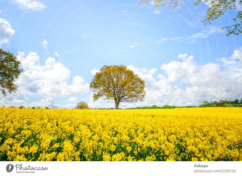 Schöner Baum in einem gelben Rapsfeld Frühling frisch horizontal sonnig Tag Einzelbaum Sonnenlicht im Freien landwirtschaftlich Cloud Ackerland Landschaft