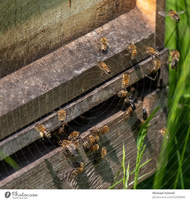 Bienen an einer Bienenbeute Bienenstock bienenbeuten Honigbiene Insekt Imkerei Natur Bienenzucht Lebensmittel Kolonie natürlich Gesundheit Wabe Pollen Zarge