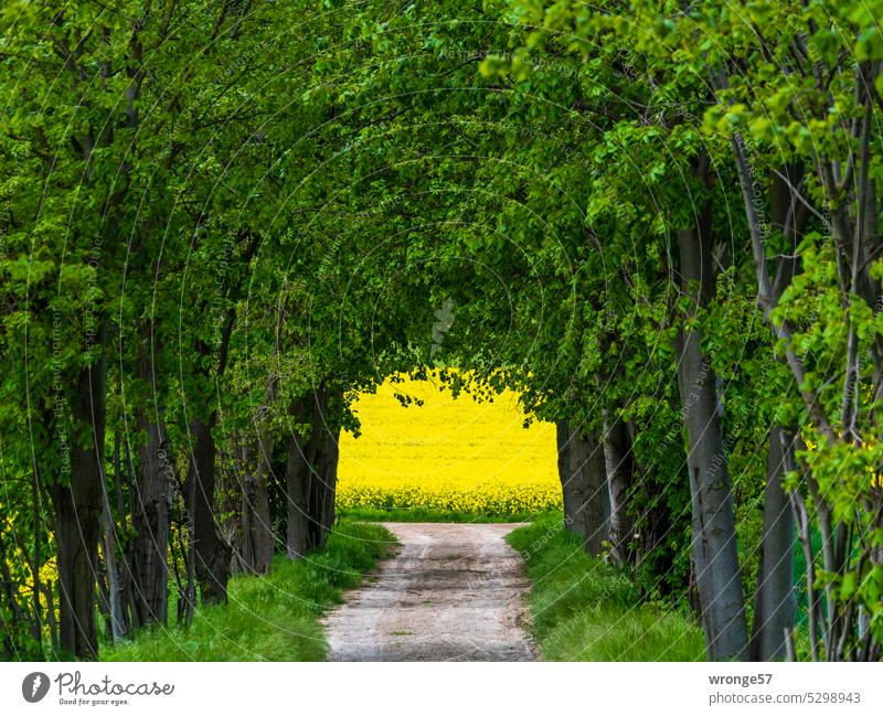 Grüner Tunnel grün Feldweg Allee Baumreihe Natur Bäume Sommer Menschenleer Außenaufnahme Farbfoto Rapsfeld Rapsblüte gelb Nutzpflanze Frühsommer Rapsanbau