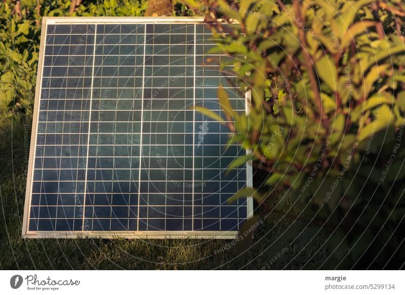 Solarmodul im Garten Erneuerbare Energie Sonnenenergie Umweltschutz Energiewirtschaft Energiegewinnung Energieeffizienz Photovoltaik Solarenergie