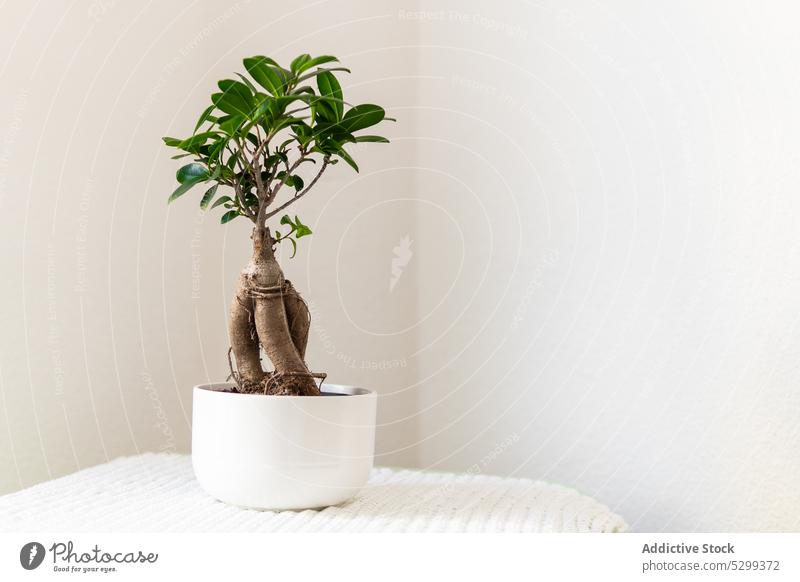Keramiktopf mit grüner Pflanze auf dem Tisch Ficus microcarpa Topf Dekor eingetopft Wachstum natürlich frisch Flora Botanik heimwärts Blumentopf vegetieren