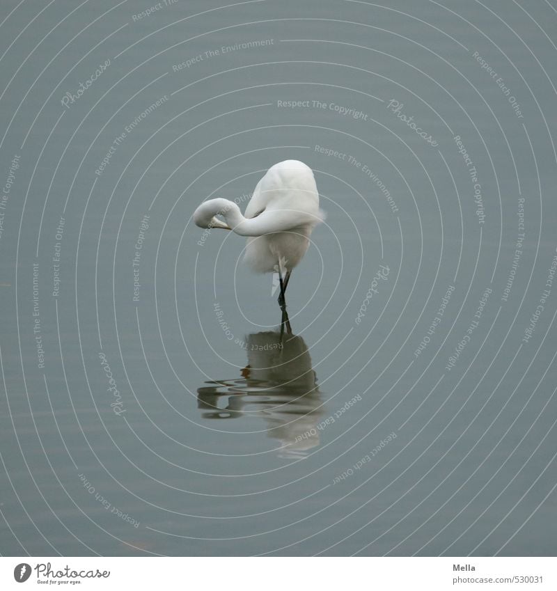 ballet dancer Umwelt Natur Tier Wasser Teich See Wildtier Vogel Reiher Silberreiher 1 Reinigen stehen natürlich trist blau grau ruhig verrenken drehen biegen