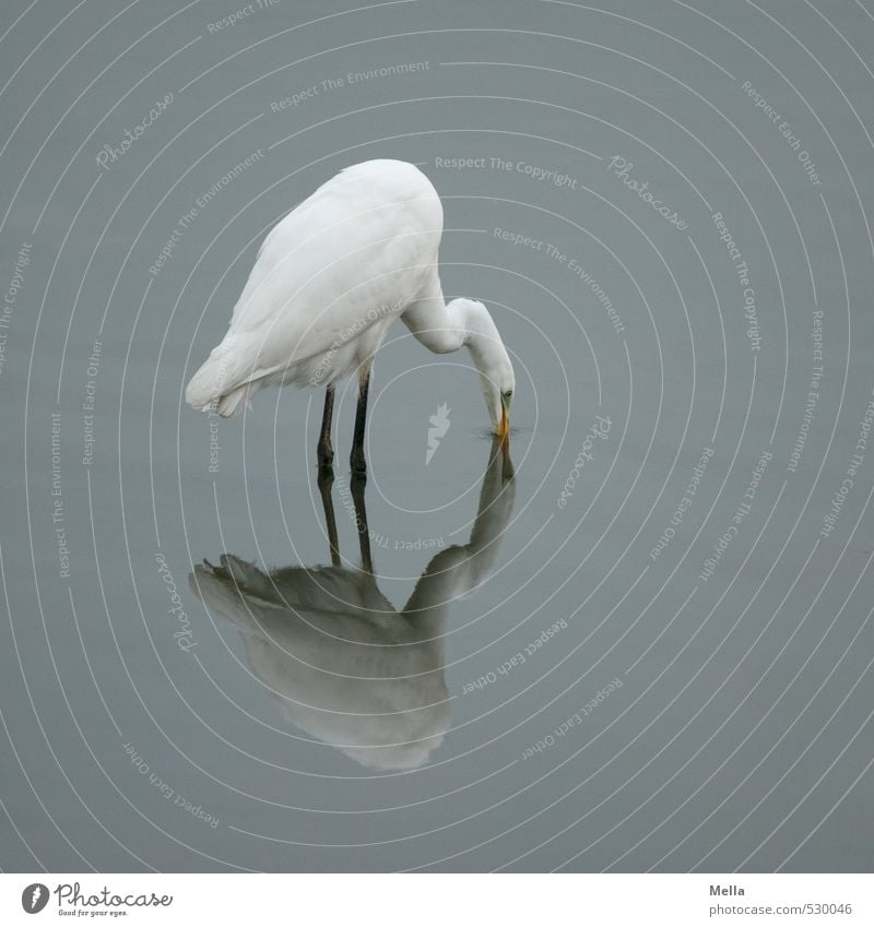 Hab' Dich! Umwelt Natur Tier Wasser Teich See Wildtier Vogel Reiher Silberreiher 1 fangen stehen natürlich trist grau tauchen Reflexion & Spiegelung Farbfoto