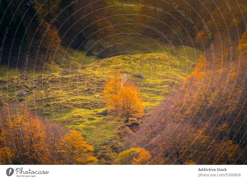 Malerischer Blick auf einen Herbstwald mit Orangenbäumen Wald Natur Wälder Baum fallen Landschaft Hügel Waldgebiet Park Odese pyrenäen von huesca Europa Spanien