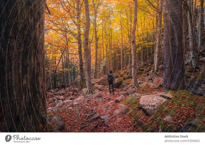 Reisende, die durch den Herbstwald spazieren Person Reisender Spaziergang Wald Laubwerk Natur Baum Berghang reisen Odese pyrenäen von huesca Spanien Europa