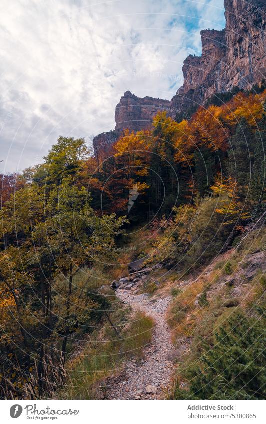 Hohe Herbstbäume am felsigen Hang Wald Berghang Laubwerk Natur Baum Weg Wachstum Stein Umwelt Hügel Odese pyrenäen von huesca Spanien Berge u. Gebirge Europa