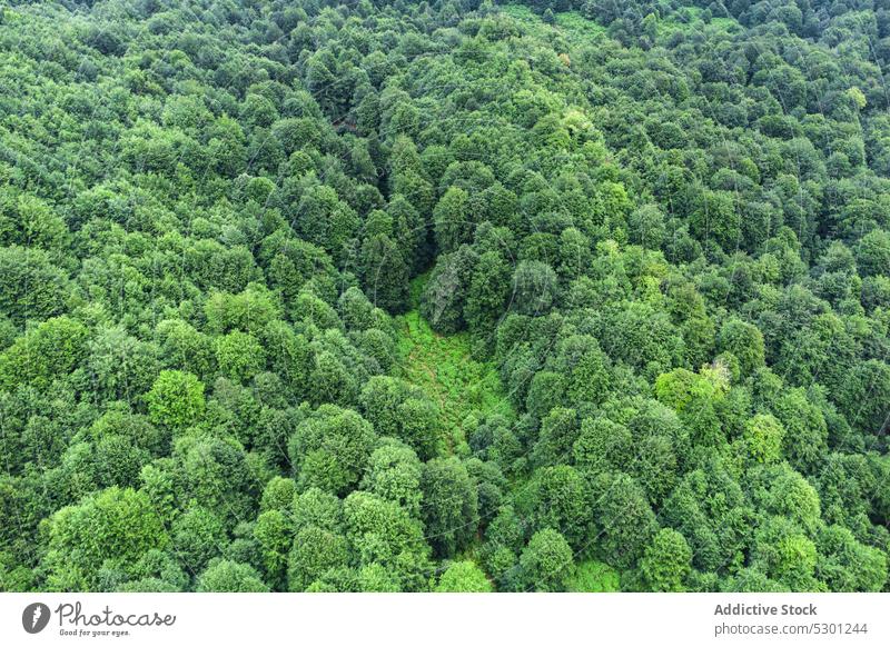 Grüne Bäume im Wald Baum üppig (Wuchs) Landschaft Laubwerk laubabwerfend Wetter fallen malerisch Gelassenheit friedlich atemberaubend Wälder Waldgebiet Wachstum