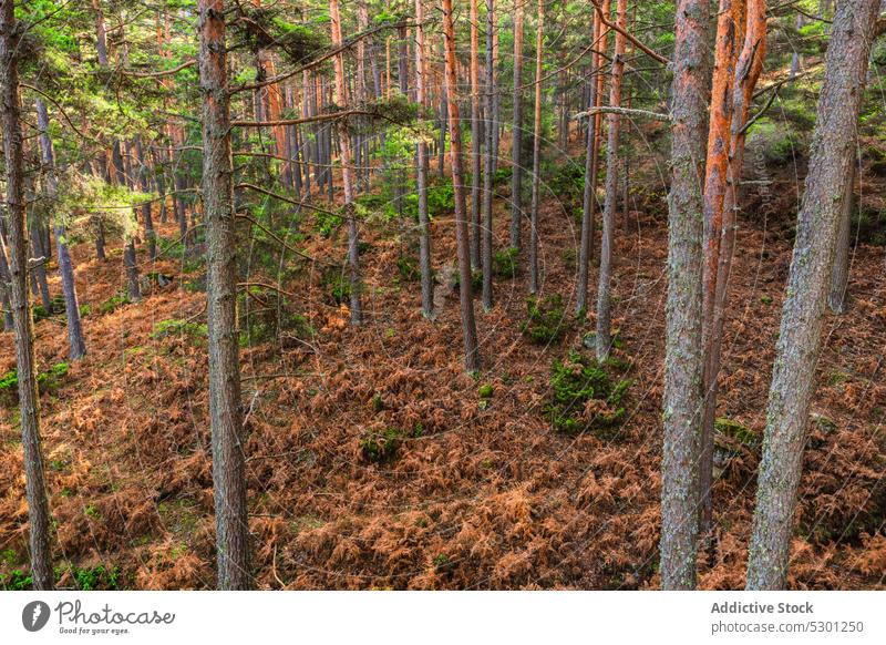 Windiger Tag im Herbstwald Baum fallen Blatt Wald Wetter laubabwerfend Kofferraum Weg Deckung Laubwerk Natur Saison Wälder trocknen Landschaft Nachlauf