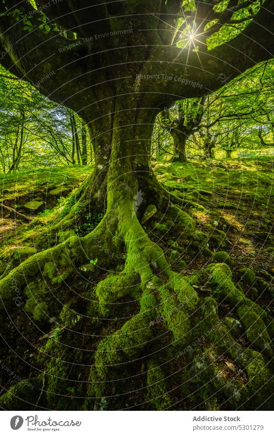 Moosbewachsene Baumwurzeln im Wald mit grüner Vegetation Wurzel Pflanze Natur vegetieren Umwelt alt Landschaft Wachstum malerisch Kofferraum Ökologie Botanik