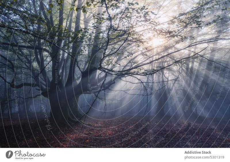 Malerischer Blick auf den nebligen Wald am frühen Morgen Baum Natur Laubwerk Wälder Pflanze Nebel wachsen Umwelt Waldgebiet Boden Flora tagsüber hoch Wachstum