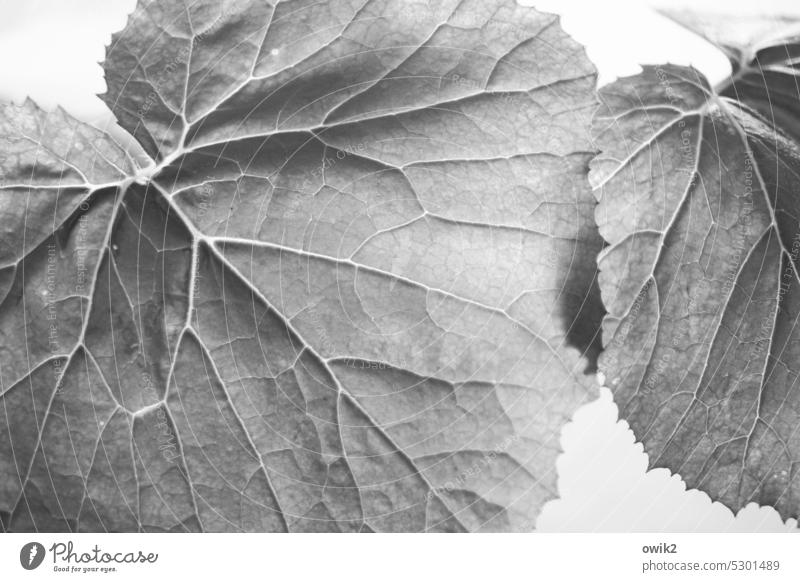 Berührung Blatt Blattadern grau Schwarzweißfoto Detailaufnahme Nahaufnahme Strukturen & Formen Makroaufnahme
