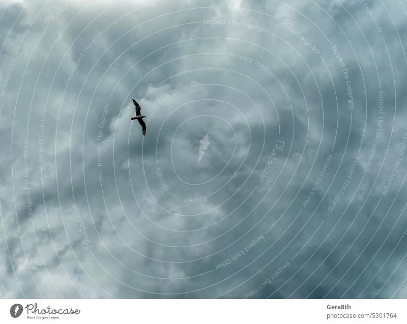 Vogel fliegt hoch in den Himmel Tier Atmosphäre schlechtes Wetter blau Klima Cloud Wolken Wolken Hintergrund Wolkenmuster Wolkenlandschaft wolkig Farbe dunkel