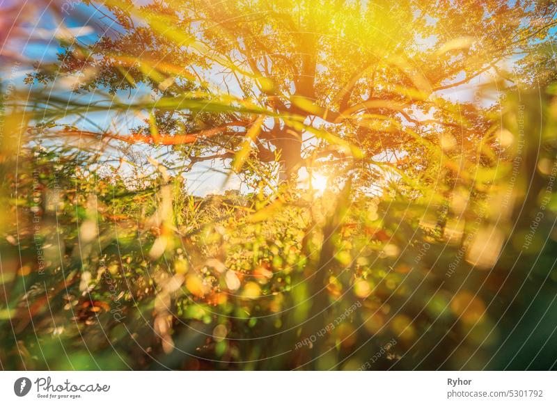 Niedriger Winkel Ansicht Sonnenlicht Sonne Sonne und Gras Altes Holz Eichenbaum im Sommer sonnigen Tag. Sonnenlicht Sonnenschein durch Eiche Wald Baum. Sunny Natur Holz Sonnenlicht. grünes Grün üppigen Zweigen, grünes Leben Öko-Konzept