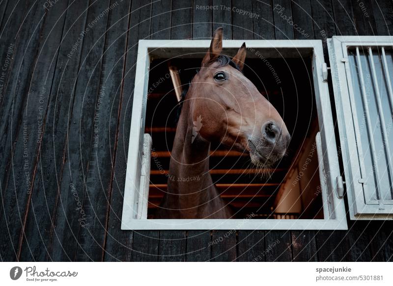 Du bist das beste Pferd im Stall! Pferdestall Reitsport Luke Fenster schauen herausschauen land Landwirtschaft schön Schönheit elegant Hochmut Eleganz glücklich