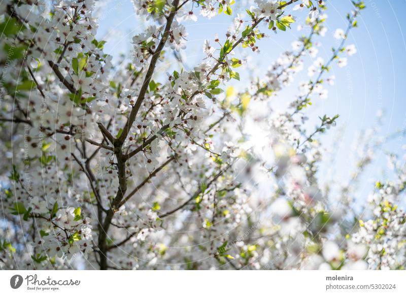 Blühende oder blühende Kirschbaumzweige Kirsche Baum Niederlassungen Blumen Blütezeit weiß Zerbrechlichkeit wachsend Frühling Blätter Blütenblatt Himmel blau