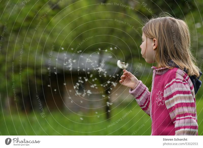 Mädchen steht auf der grünen Wiese im Garten und pustet eine Pusteblume blond blondes Haar langhaarig Gesicht Kind Kindheit Kindererziehung Kopf Mensch Natur