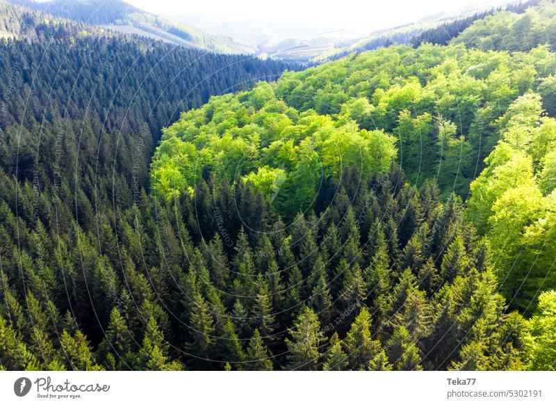 Die grüne Lunge lunge grüne lunge wald mischwald nadelwald bäume baum von oben sauerland deutschland nadelbaum laubbaum