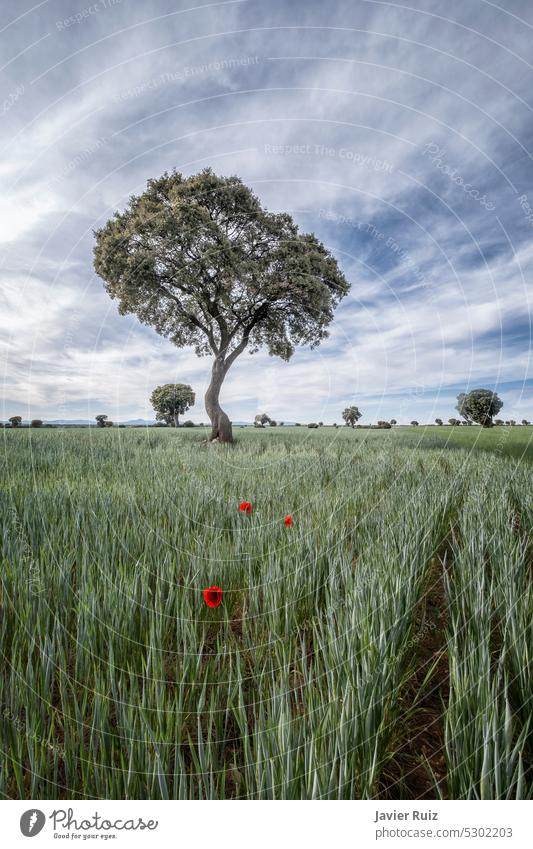 einsame Mohnblumen inmitten eines Getreidefeldes mit hundertjährigen Steineichen im Hintergrund Müsli Feldfrüchte Baum Eiche Halligen grün rot einsiedlerisch